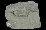 Crinoid (Pachylocrinus) Fossil - Crawfordsville, Indiana #125902-1